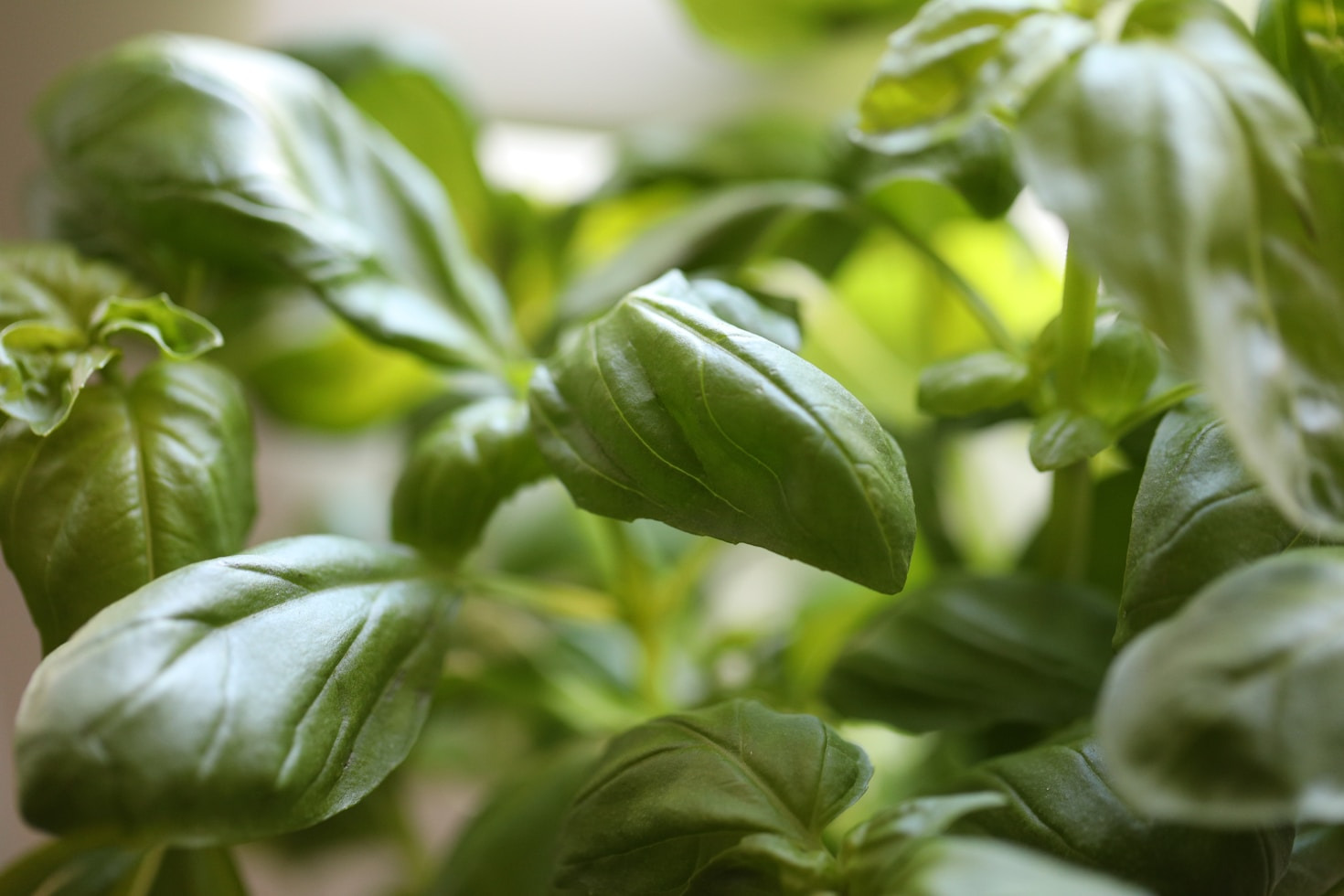 How to Start Your Journey to Green Health