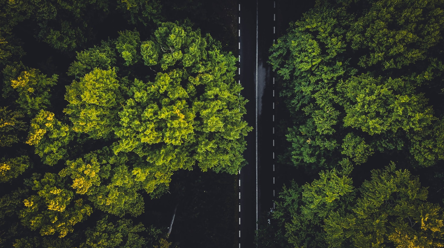 The Role of Nature in Mental Wellness